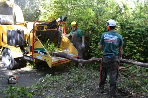 tree services Montverde